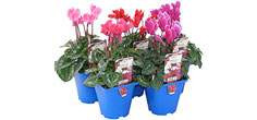 Elite Flowering Range Pots
