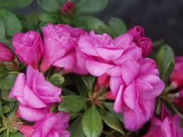 Azalea 'Happy Days' 2.5L