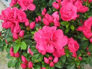 Azalea 'Advent Bells' 1.3L