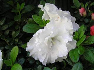 Azalea 'Aline' 1.3L