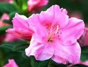 Azalea 'Rose Queen' 2.5L