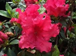 Azalea 'Red Ruffles' 2.5L