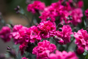 Dianthus 'Sugar Plum Raspberry 2L Dianthus 'Sugar Plum Raspberry 2L