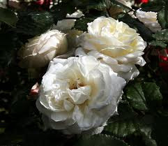 Rose 'Sir Edmund Hillary' - Cl 4.7L