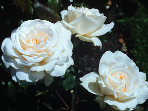 Rose 'Auckland Metro' 6L