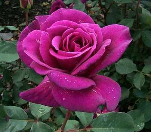 Rose 'Blackberry Nip' 4.7L