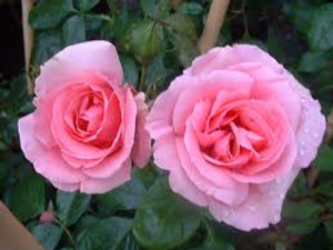 Rose 'Bantry Bay' - Climber 6L Rose 'Bantry Bay' - Climber 6L