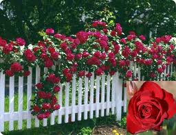 Rose 'Dublin Bay' - Climber 4.7L
