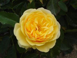 Rose 'Graham Thomas' - English 4.7L Rose 'Graham Thomas' - English 4.7L