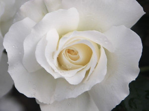 Rose 'White Romance' 6L