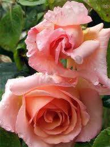Rose 'Compassion' - Climber 6L