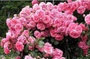 Rose 'Uetersen' - Climber 6L