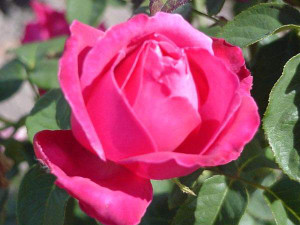 Rose 'Best Friend' 6L