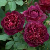 Rose 'Munstead Wood' - English 4.7L