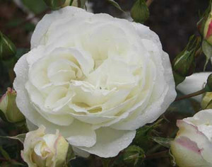Rose 'Scott Base' 4.7L