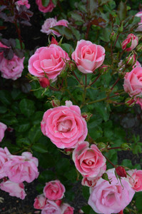 Rose 'Eye Candy' - Patio Stand 6L Rose 'Eye Candy' - Patio Stand 6L