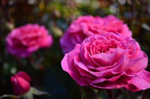 Rose 'Skyla Rose' 4.7L