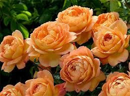 Rose 'Lady Of Shallot' - Engli 4.7L