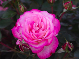 Rose 'Feeling Better' 6L Rose 'Feeling Better' 6L