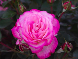 Rose 'Feeling Better' - Standa 6L Rose 'Feeling Better' - Standa 6L