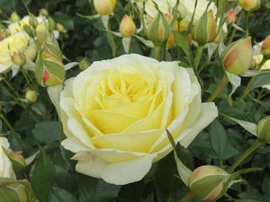 Rose 'Night Light' - Standard 6L Rose 'Night Light' - Standard 6L