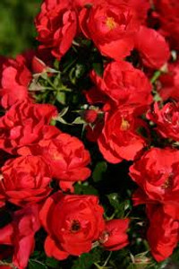 Rose Flower Carpet 'Scarlet' 2.5L Rose Flower Carpet 'Scarlet' 2.5L