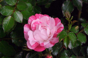 Rose Flower Carpet 'Pink Splas 17cm