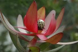 Leucadendron 'Safari Sunset' 1.5L