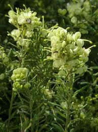 Grevillea 'Cream & Green' 2.5L