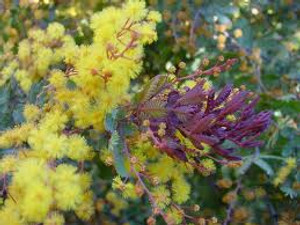 Acacia baileyana 'Purpurea' 3.5L Acacia baileyana 'Purpurea' 3.5L