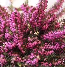 Erica 'Kramers Red' 2.5L