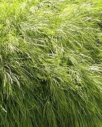 Acacia 'Limelight' 2.5L