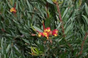 Grevillea 'Bonnie Prince Charl 2.5L Grevillea 'Bonnie Prince Charl 2.5L