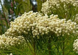 Berzelia languinosa 2.5L