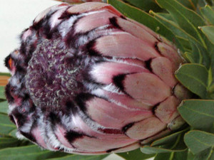 Protea neriifolia 'Ruby' 3.5L