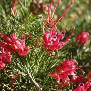 Grevillea 'Scarlet Sprite' 3.3L Grevillea 'Scarlet Sprite' 3.3L