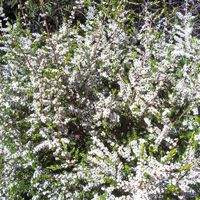 Thryptomene 'Supernova' 2.5L