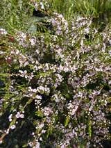 Thryptomene saxicola 'Rosea' 2.5L
