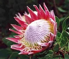 Protea cynaroides 2.5L