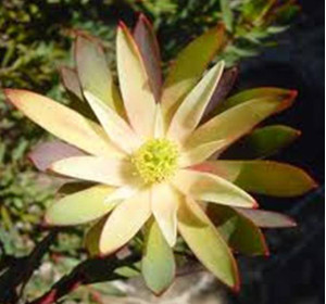 Leucadendron 'Harvest' 1.5L
