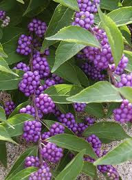 Callicarpa dichotoma 2L