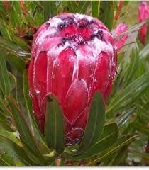 Protea 'Tasman Ruby' 3.5L