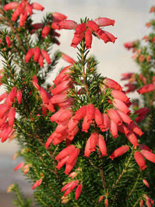 Erica oatesii 'Winter Fire' 2.5L