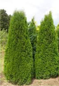 Thuja occidentalis 'Smaragd' PB12 Thuja occidentalis 'Smaragd' PB12