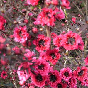 Leptospermum 'Burgundy Queen' 3.3L Leptospermum 'Burgundy Queen' 3.3L