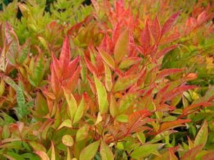 Nandina domestica 'Gulf Stream 6L