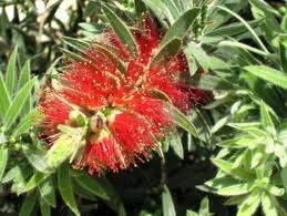 Callistemon 'Little John' 3.5L