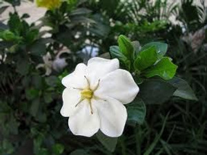 Gardenia 'Fragrant Star' 2L