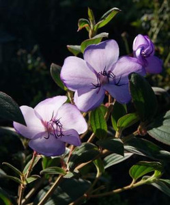 Tibouchina 'Blue Moon' 2.5L Tibouchina 'Blue Moon' 2.5L