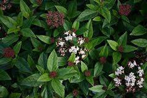 Viburnum tinus 'Eve Price' 2.5L Viburnum tinus 'Eve Price' 2.5L